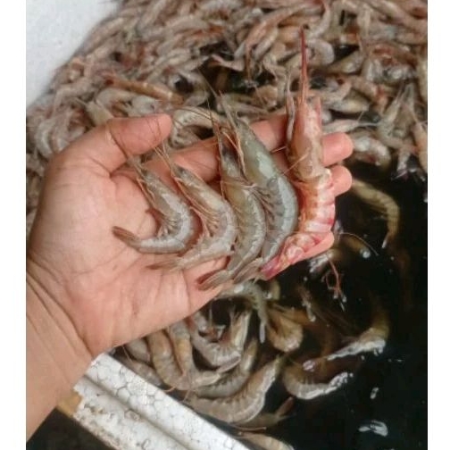 

udang laut 400gr frozen (promo)