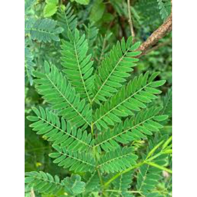 

Daun Lamtoro/Petai Cina