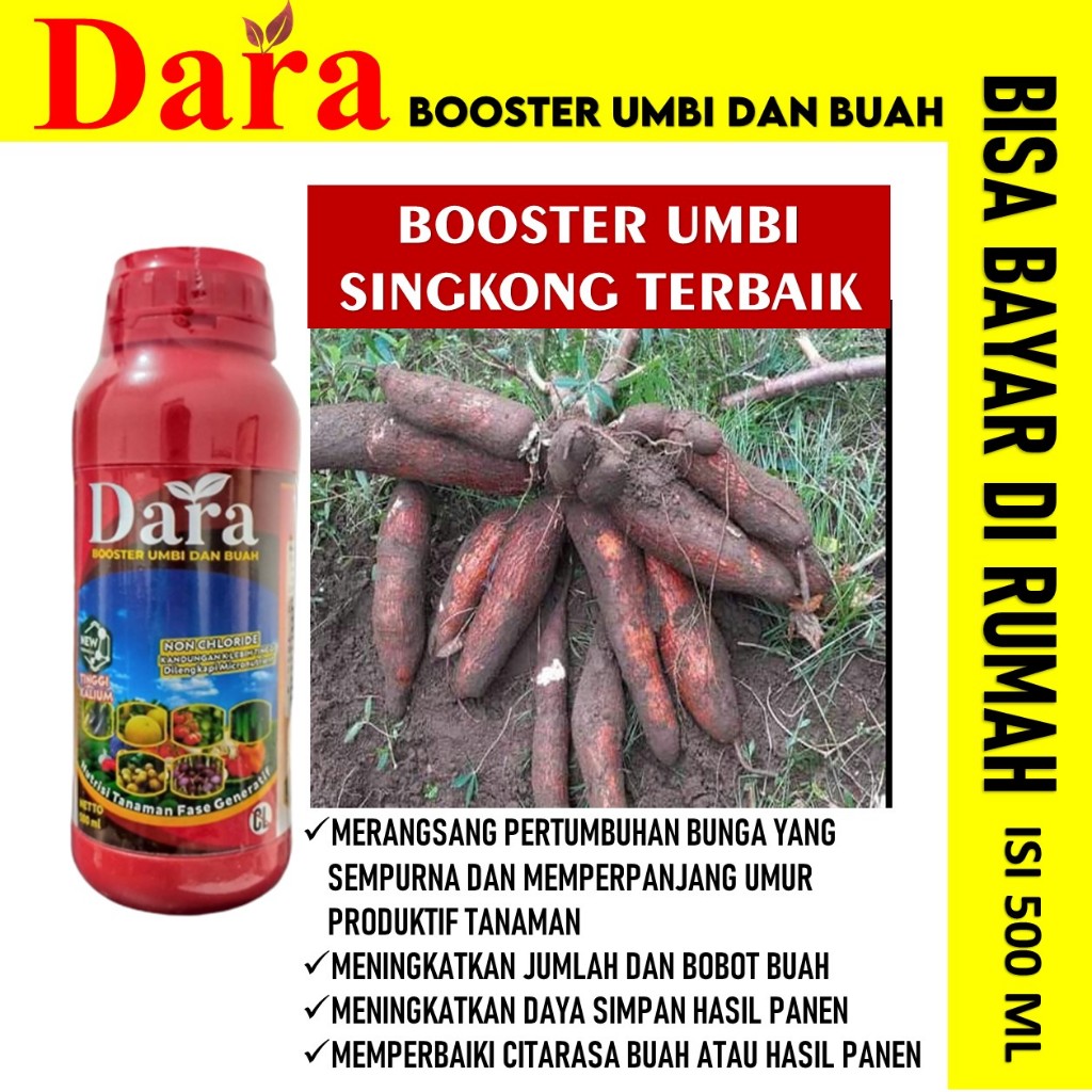 DARA 500ML Pupuk Cair Pembesar Umbi Singkong Terbaik  Pupuk Booster Umbi Khusus Singkong, Pupuk Cair