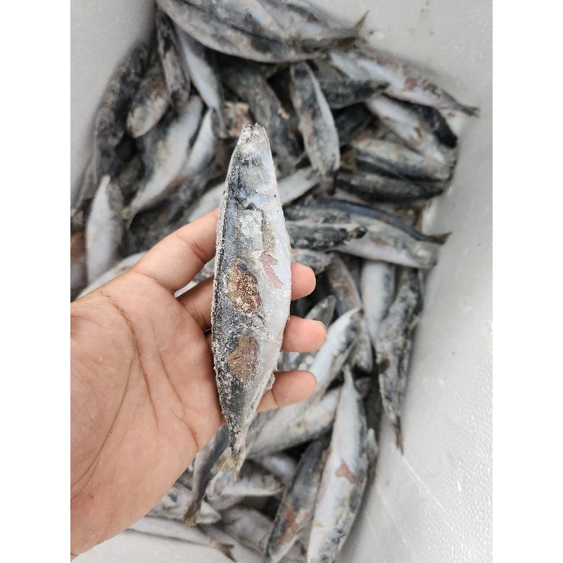 

ikan layang deles isi 18/20 ekor per kilo (badan lecet) liat deskripsi