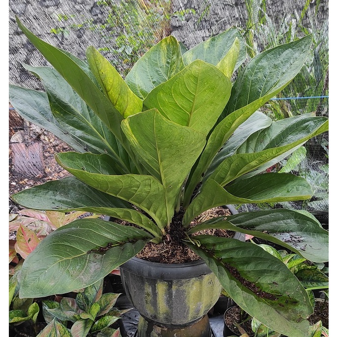 anthurium jemani variegata indukan besar - antorium jenmani varigata - anthurium Varigata - antorium variegata
