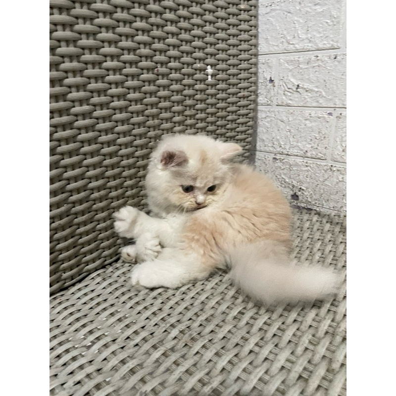 Kitten persia medium