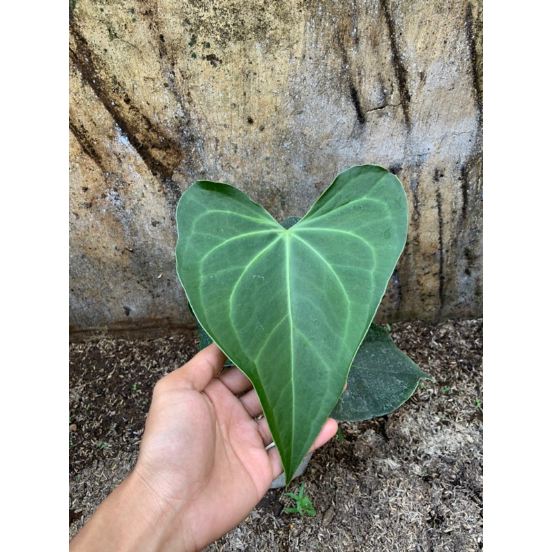 anthurium clarinervium hybrid flat sinus