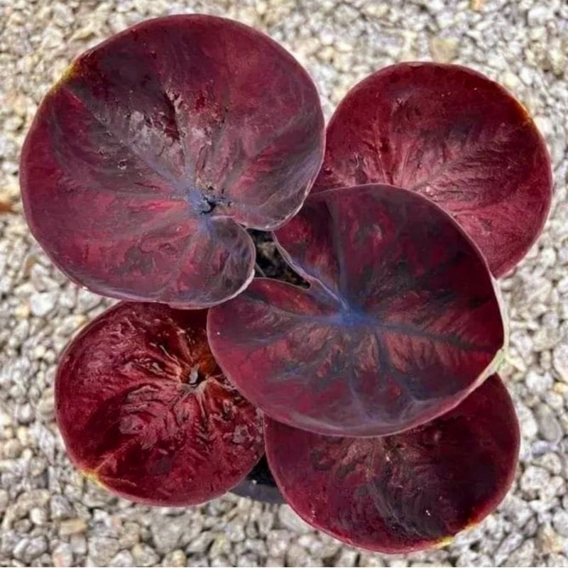 Caladium Saturday | Tanaman Hias Keladi Saturday Anakan Murah/ Caladium Saturday 1-3 Daun Tanaman Ke