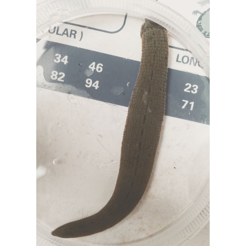 lintah terapi ukuran jumbo