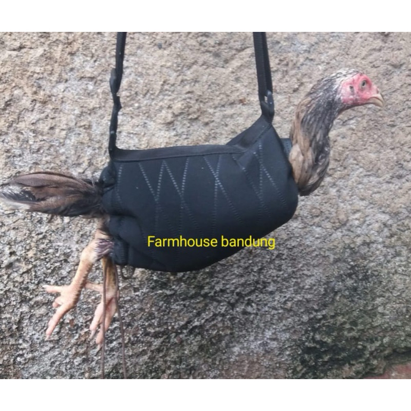 TAS AYAM TAPAU AYAM HUTAN