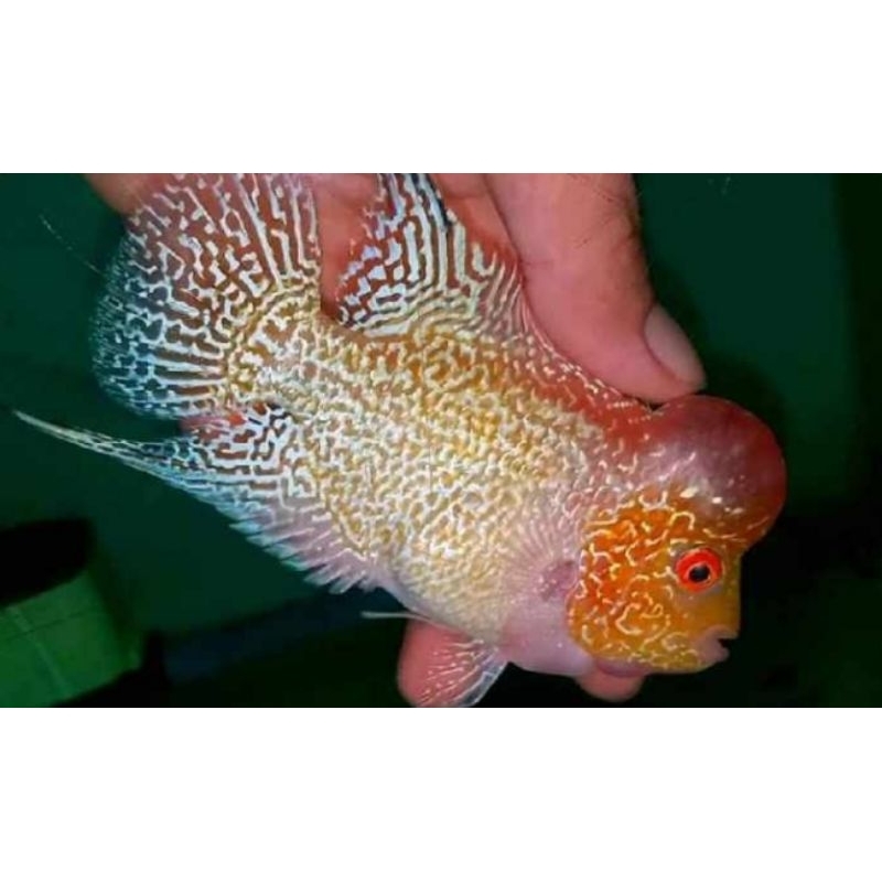 louhan gb import Thailand