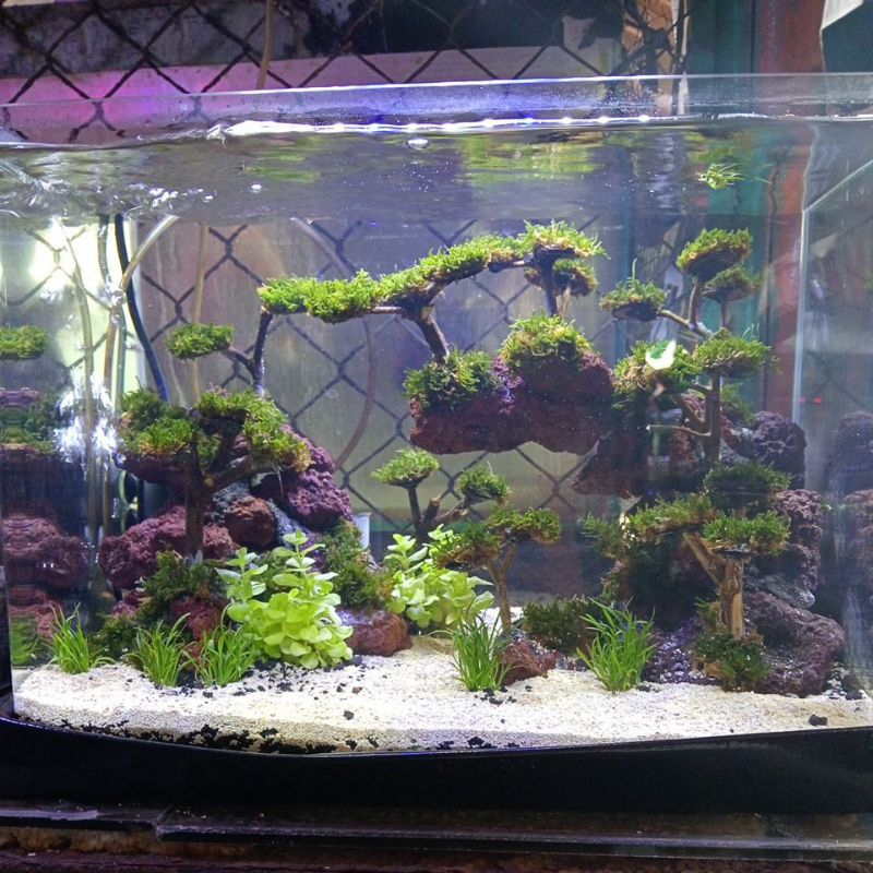 Aquascape40x30x25cm dgn kosep natural batu sama pohon bonsai kecil