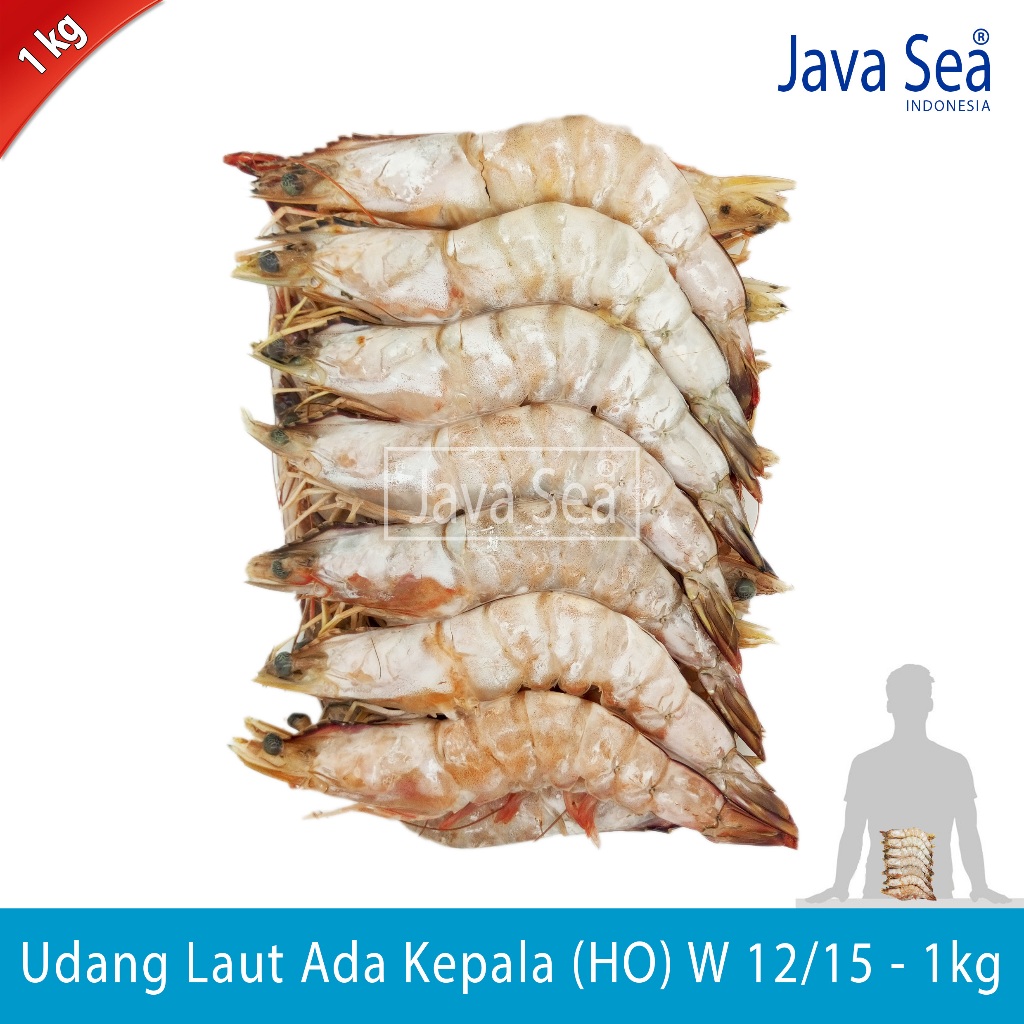 

Udang Laut Utuh Ada Kepala HO W 12/15 pack 1kg Java Sea