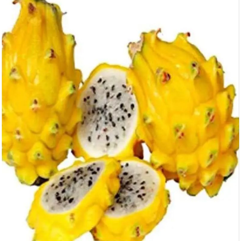 Bibit Buah Naga Kuning super