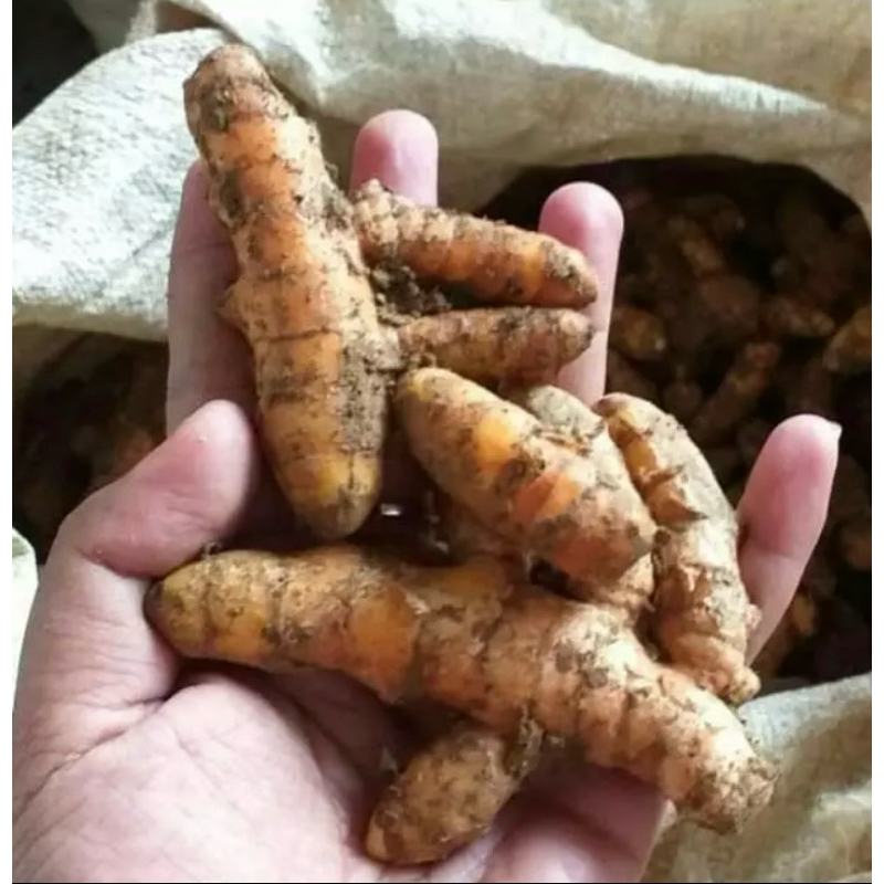 

Kunyit segar fres petik 1 kg
