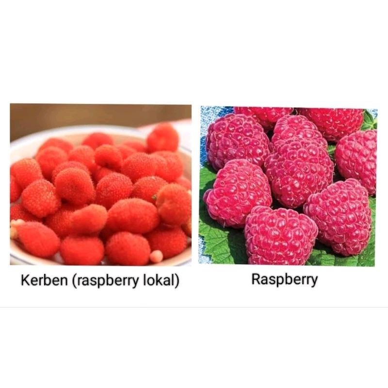 

8 Fruitz frozen raspberry/raspberries beku 500 Gr