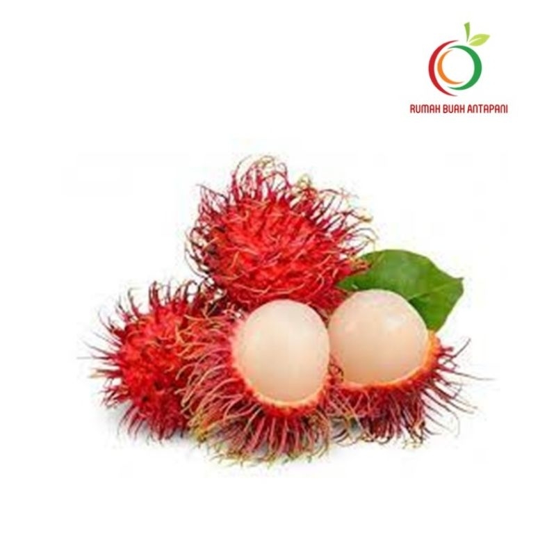 

Buah Rambutan Segar & Manis Per Ikat