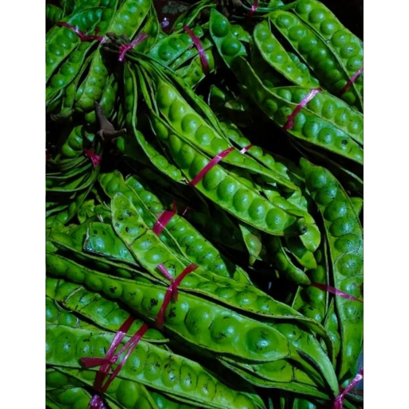 

obral pete/petai murah 100 papan