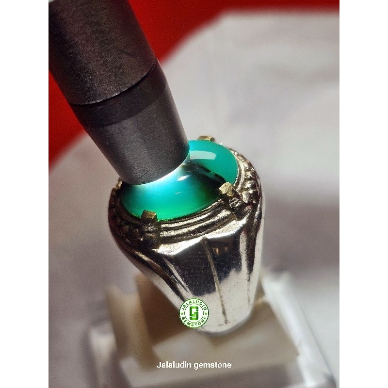 bacan coklat kebiruan +BONUS