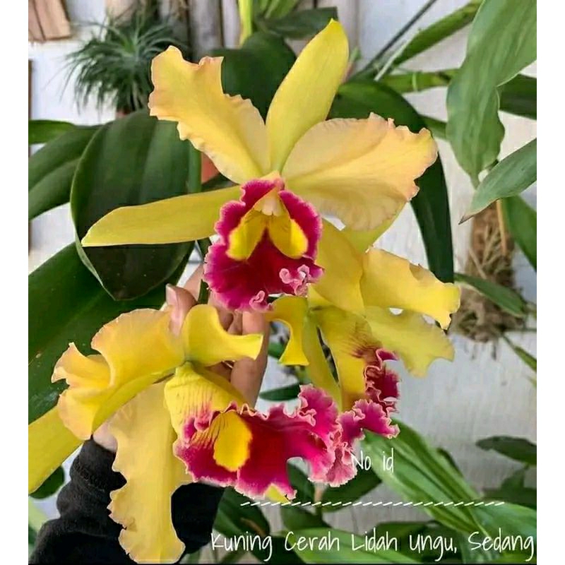 anggrek Cattleya kuning cerah lidah ungu dewasa spike bunga jumbo+pot anggrek catleya kuning lidah u