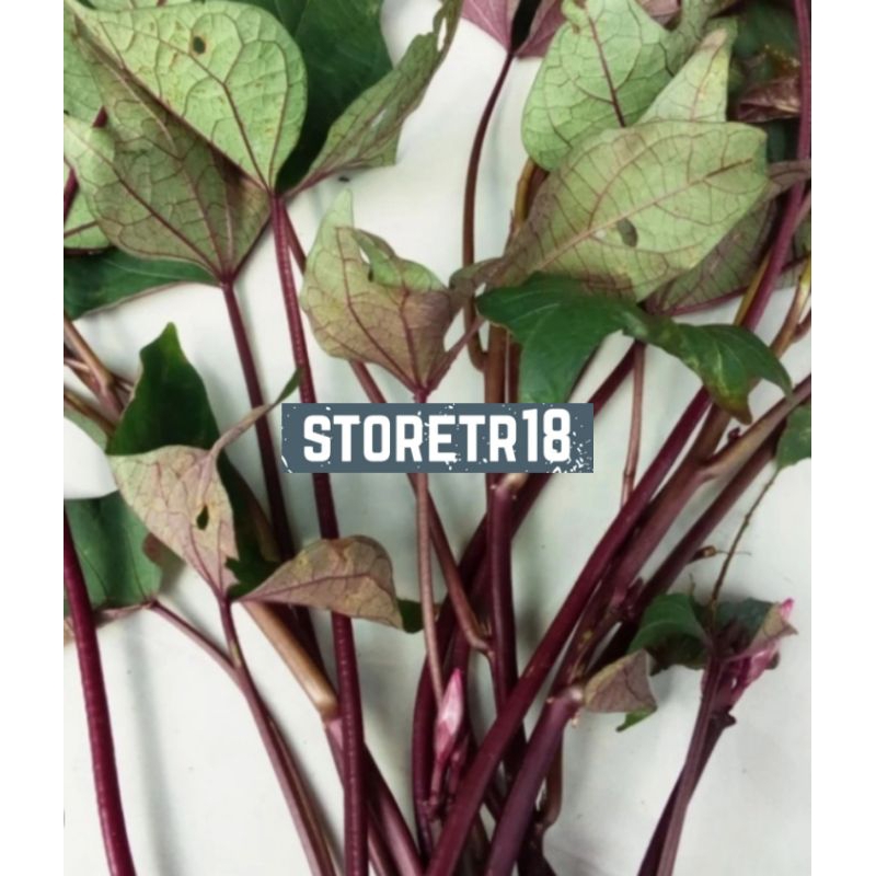 Bibit Ubi Ungu Bibit Ubi Jalar Ungu Per 250 Gram