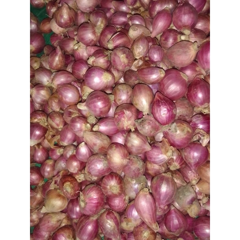

bawang merah Probolinggo tanggung kasar