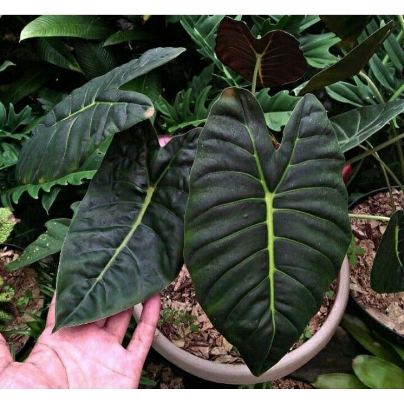 tanaman hias alocasia golden Bone