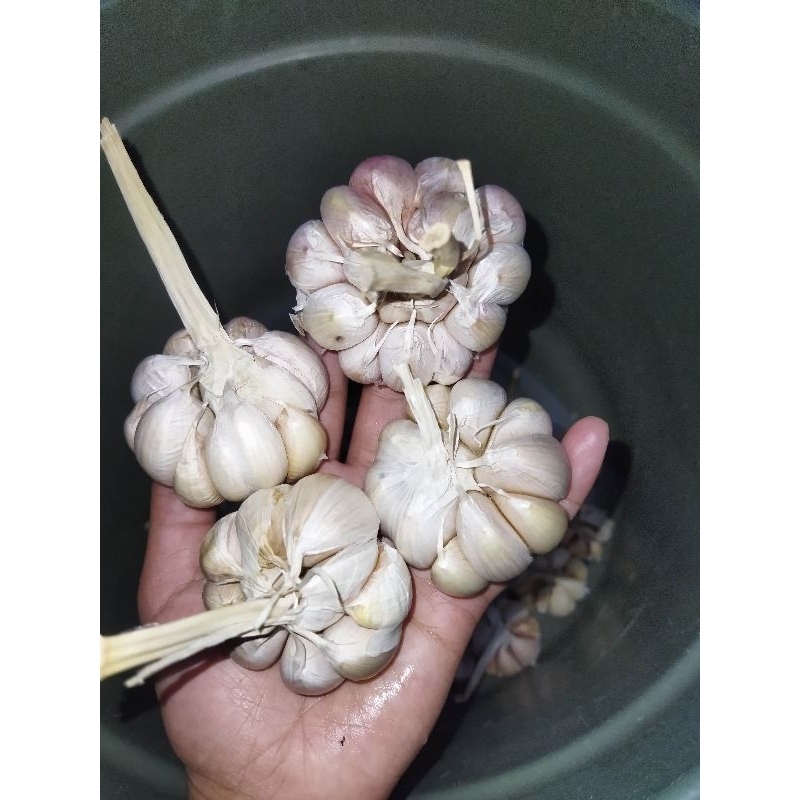 

Bawang putih 500gr