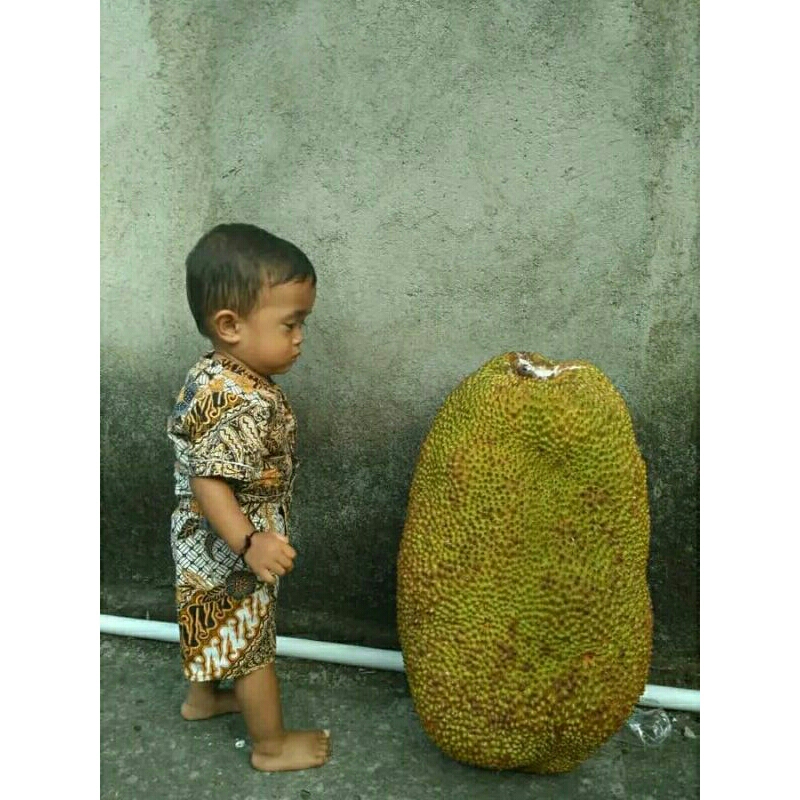 

Nangka Matang Pohon