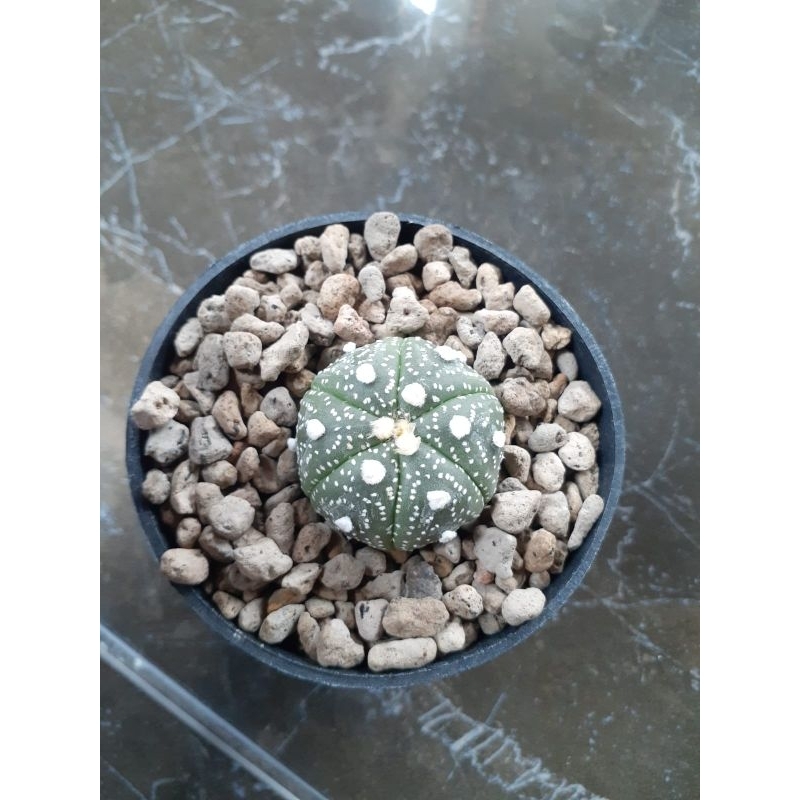 Astrophytum asterias x ooibo