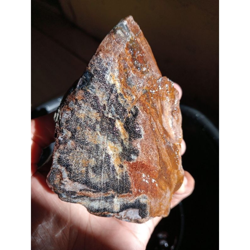 forsil kayu satu bongkah