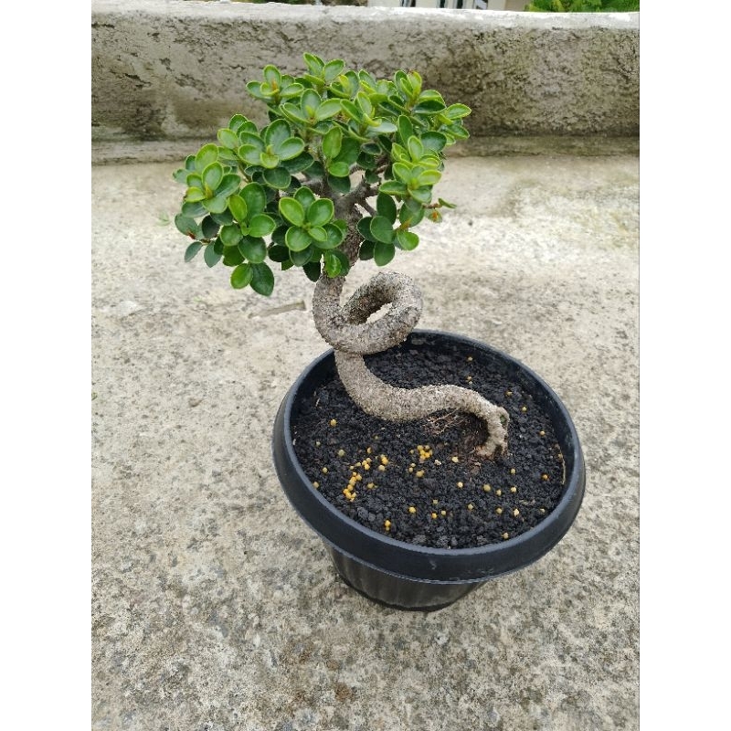 ficus Dolar micro