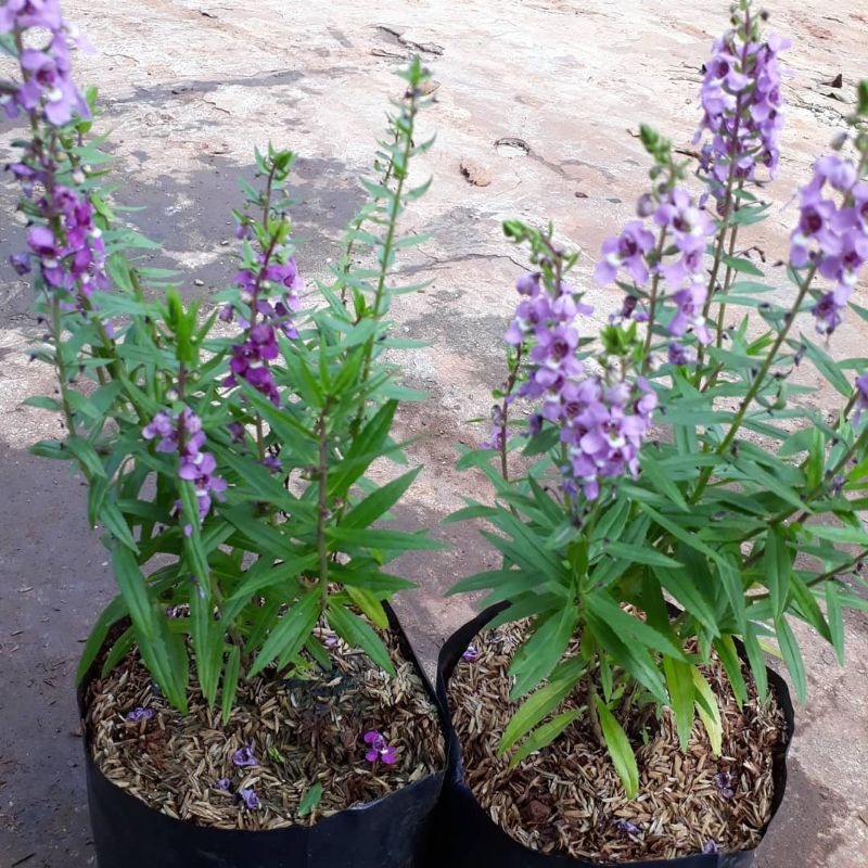 Tanaman Lavender / Bunga Lavender / Bibit Tanaman Lavender /Pohon Lavender