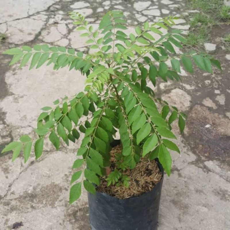 Promo Bibit Daun Kari Berkualitas // daun kari //daun enak