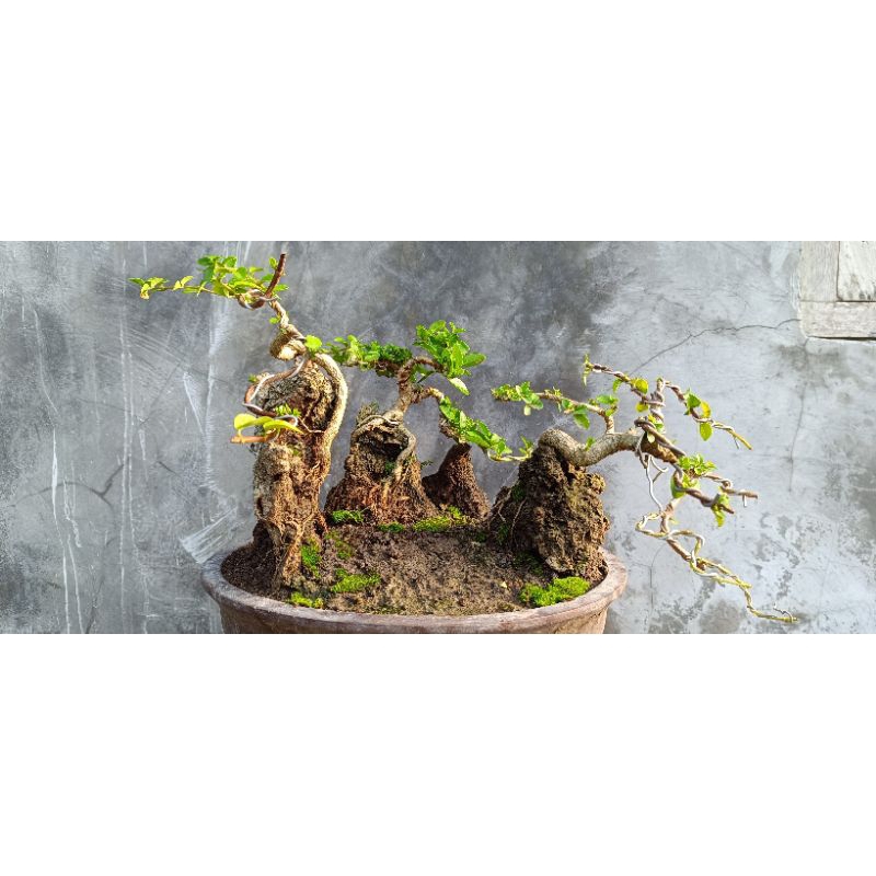 bonsai panorama foto reel pic