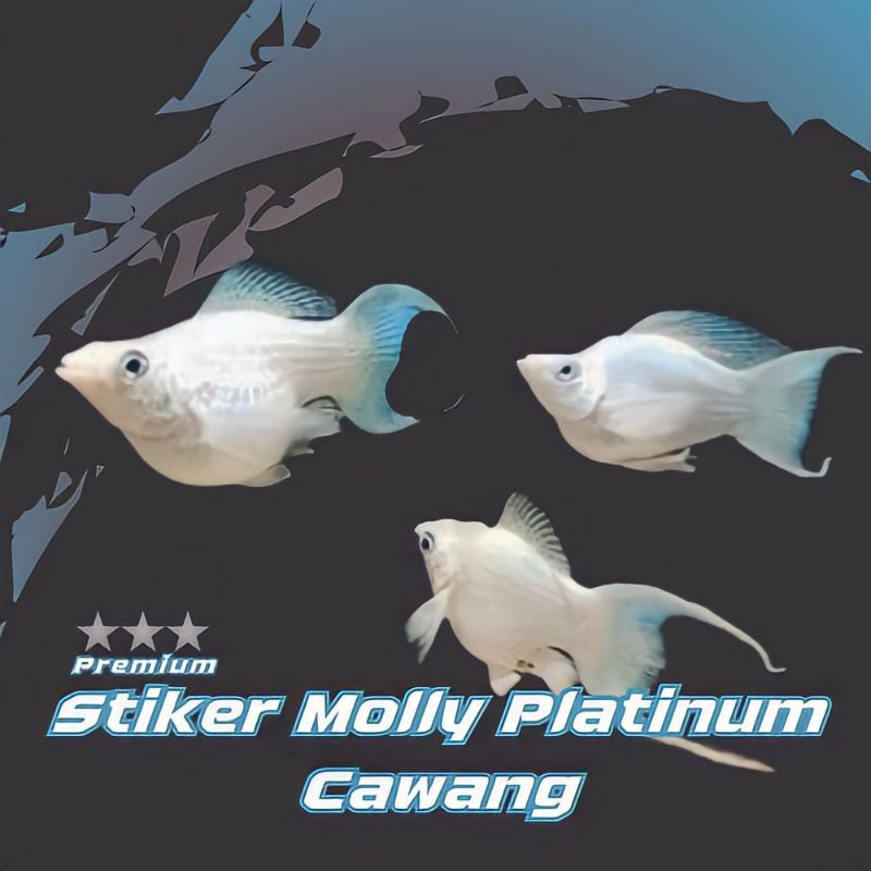 

Paket Ikan Molly Cawang