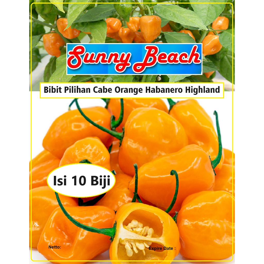 Bibit Pilihan Cabe Orange Habanero Highland | Biji Benih Cabe Habanero Orange