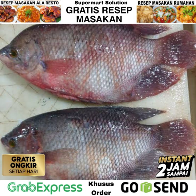 

Ikan Gurame Segar / Gourami Fish