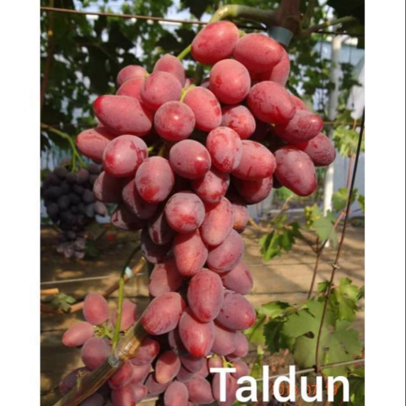 

anggur import taldun