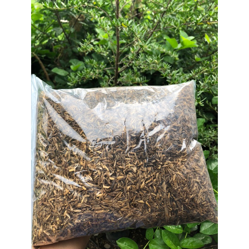 SEKAM FERMENTASI / SEKAM LAPUK