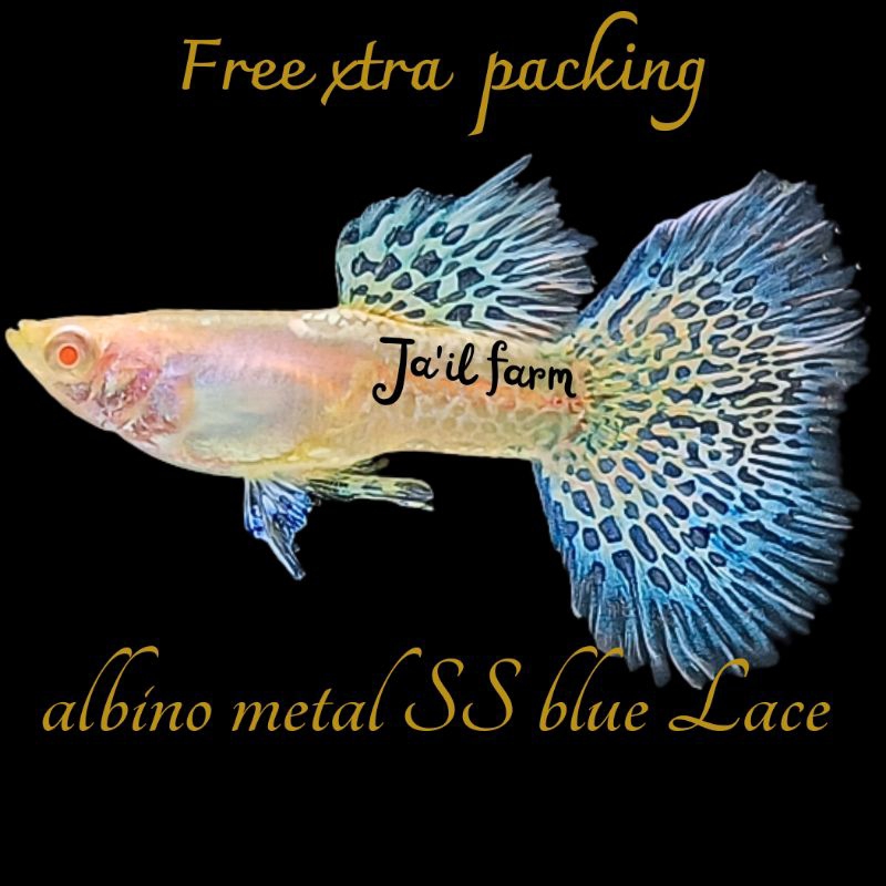 

FREE XTRA PACKING - ALBIN0 METAL BLUE LACE ROSE