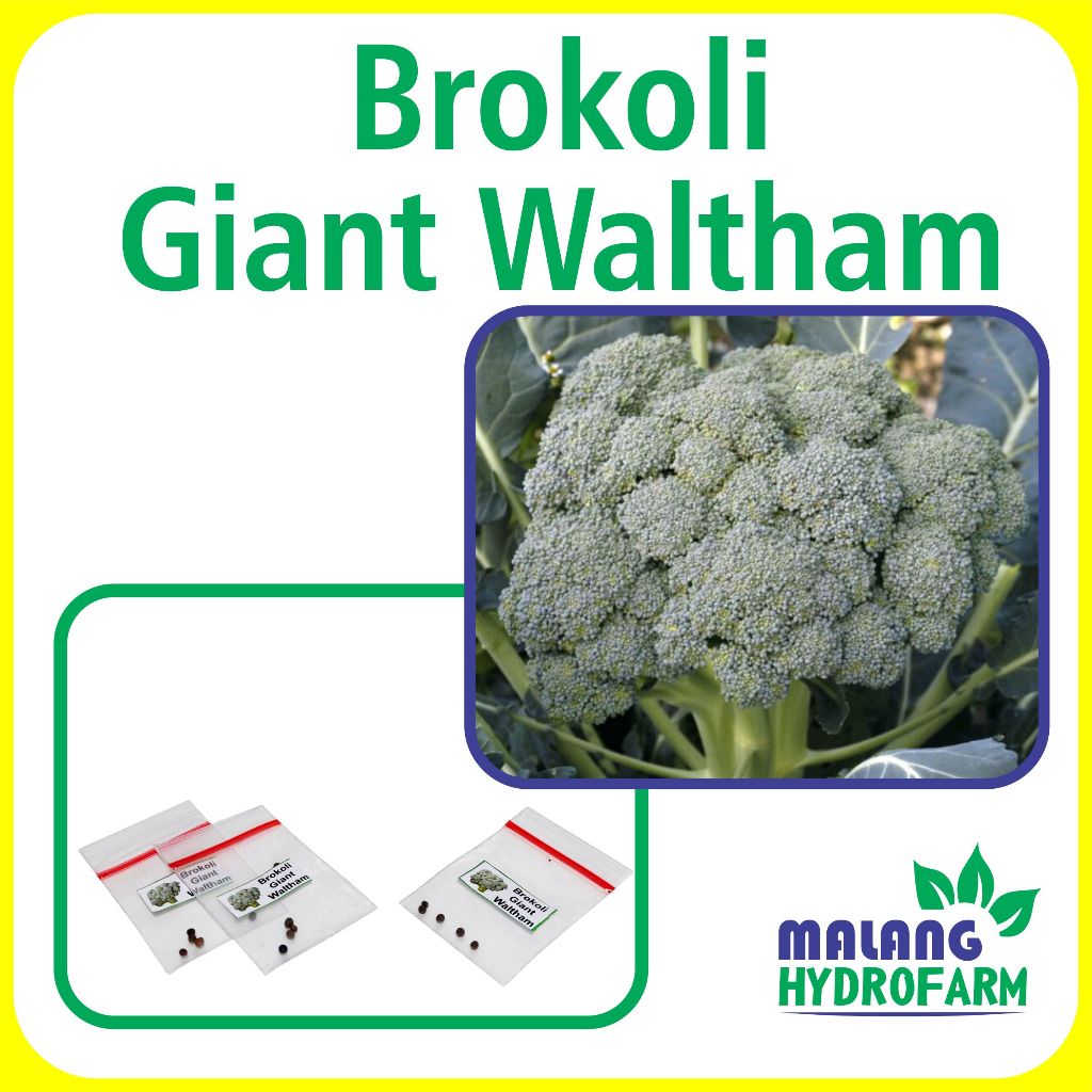 Benih Brokoli Giant Waltham Unggulan Berkualitas bibit biji repack sayuran sayur bunga kol besar jum