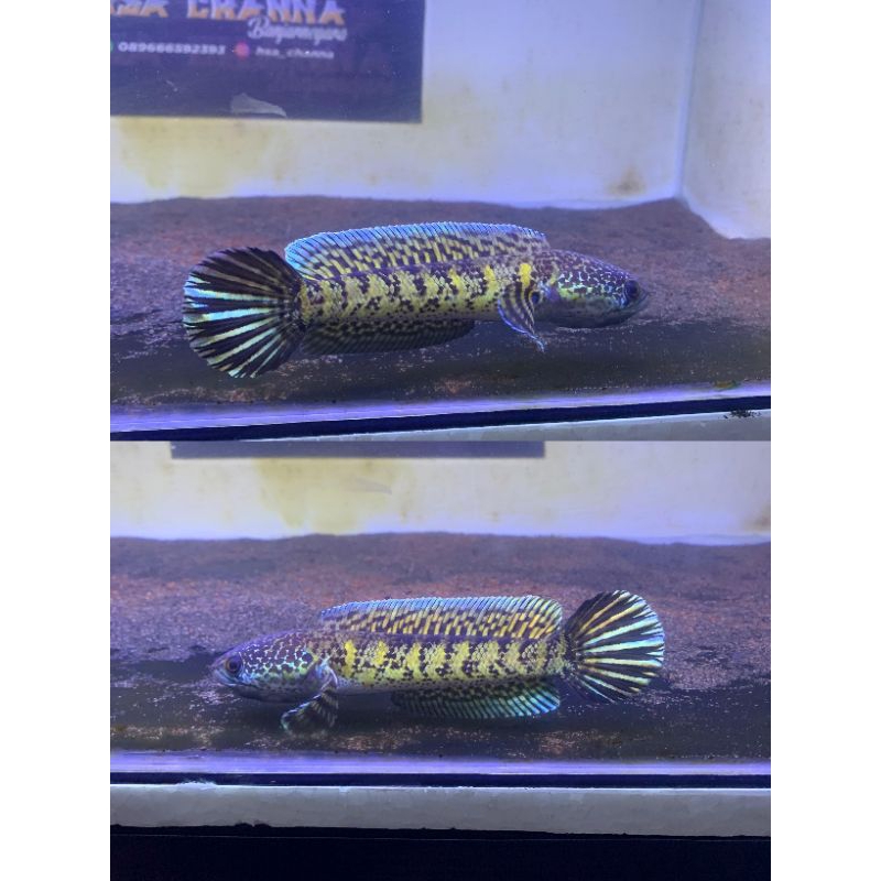 chana auranti 10cm simit