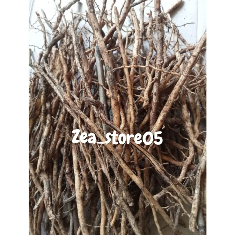 

akar pohon salak segar 100gram bersih