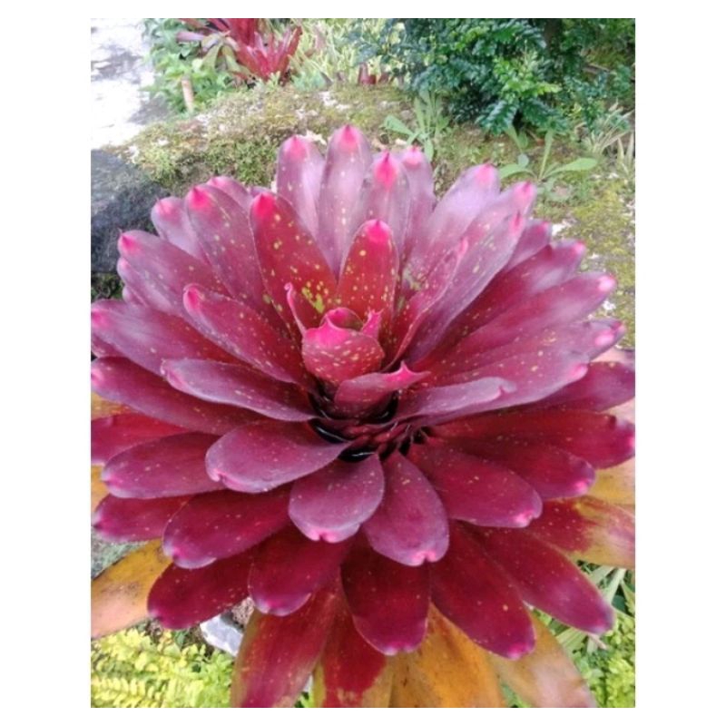 Bromelia Mawar Merah Super Jumbo
