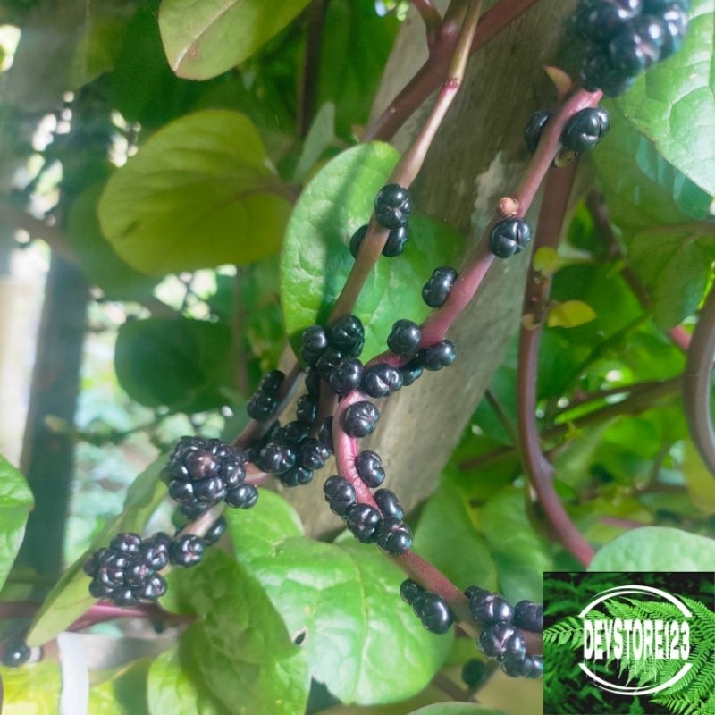 

Biji buah angklung segar binahong merah 250 grm