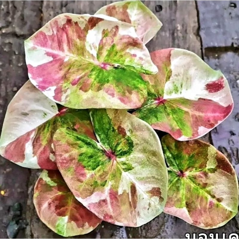 Caladium Thai Beauty Love Rin 1-3 Daun Tanaman Keladi Hias Murah Impor Thailand Import BUKAN bonggol