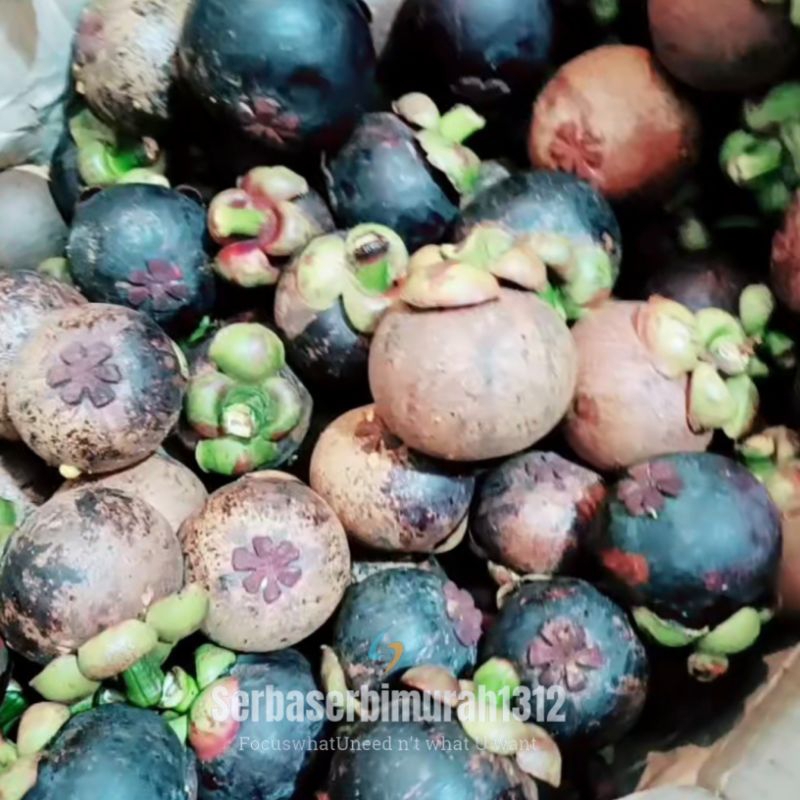 

Manggis 11.000/Kg, dari Pohon sendiri persediaan terbatas.