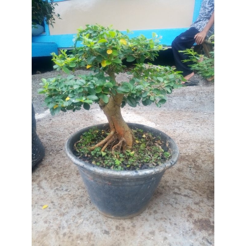 bahan bonsai sisir / kaliage