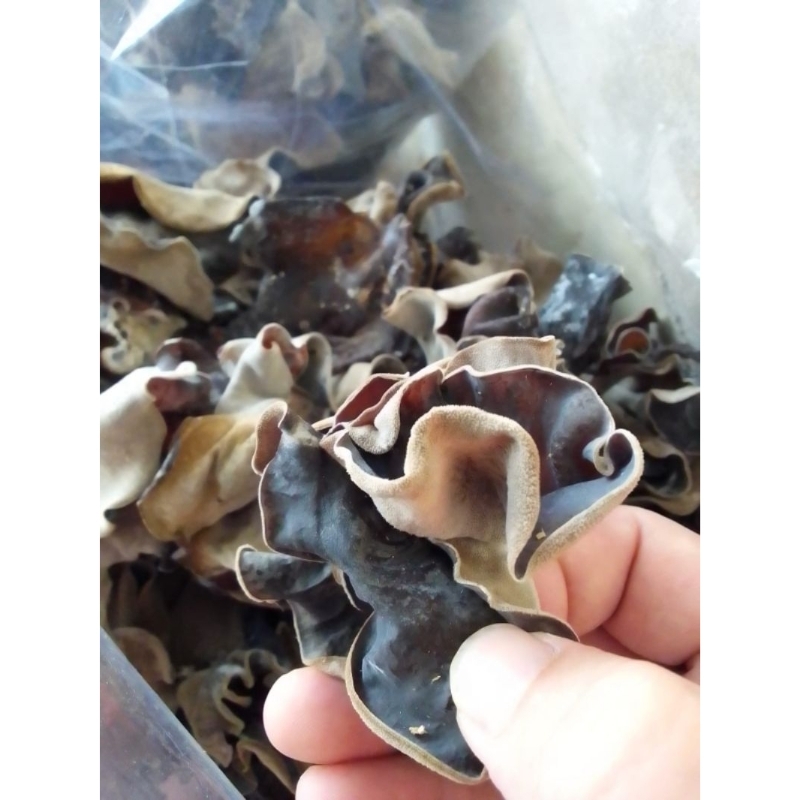 

jamur kuping kering