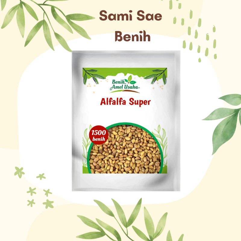 Alfalfa Super 1500 benih/benih pakan ternak super cepat tumbuh/benih pilihan