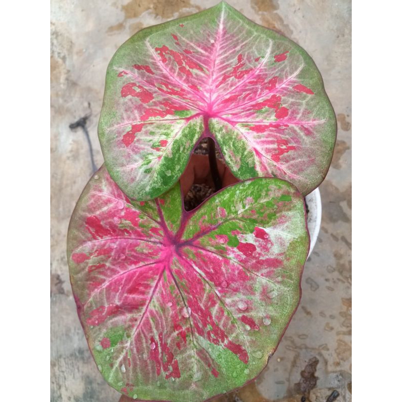 caladium ho2,h51,npk,monshne,s7,2kultur