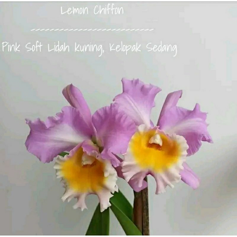 anggrek Cattleya bunga pink soft lidah kuning dewasa spike+pot angrek catleya lemon chiffon Niming tanamanhias