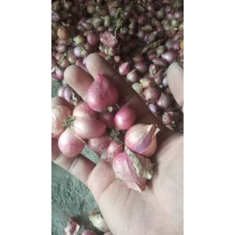 

bawangmerah
